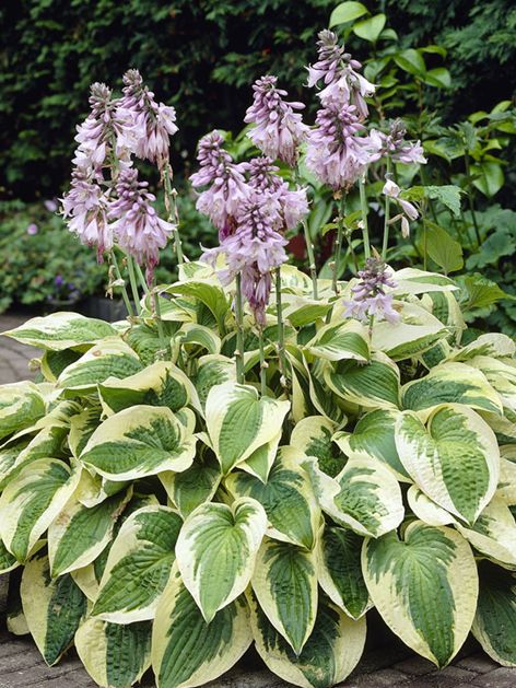 Hosta 'Wide Brim'